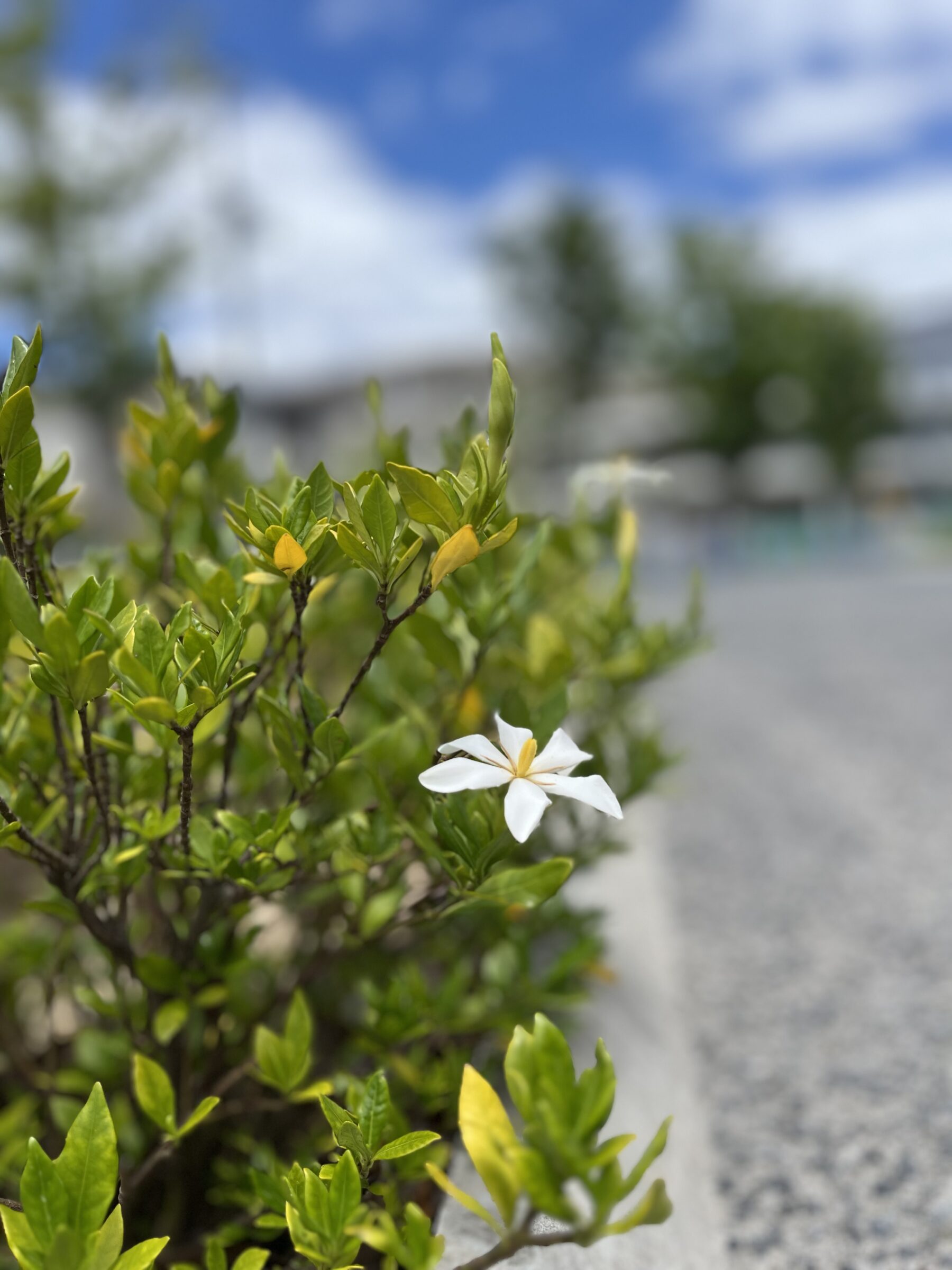 クチナシの花が咲きました | 追手門学院中・高等学校