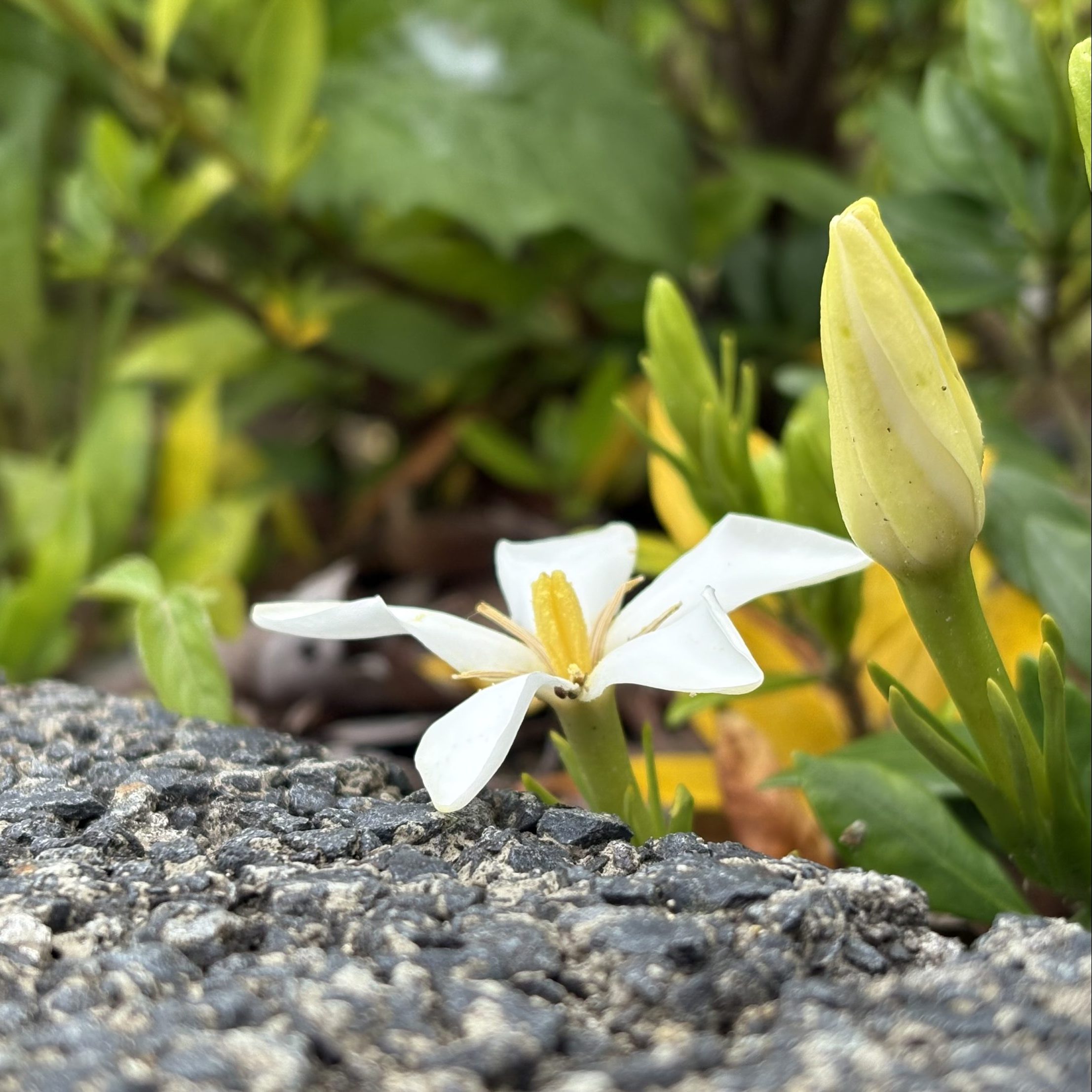 6月が私に囁いた