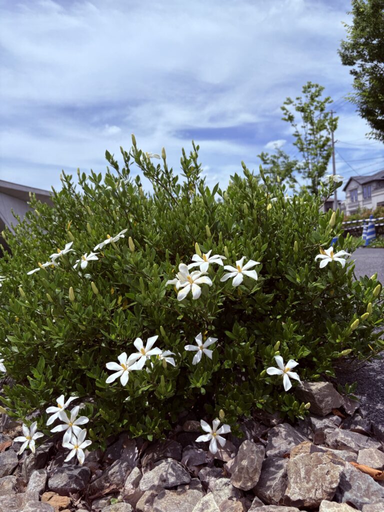 クチナシ開花